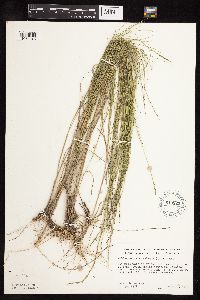 Muhlenbergia cuspidata image