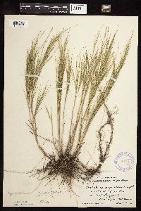 Muhlenbergia cuspidata image