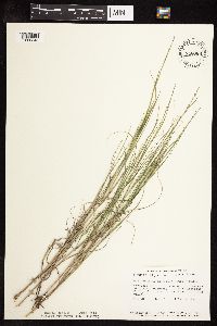 Muhlenbergia cuspidata image