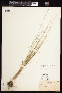 Muhlenbergia cuspidata image