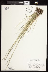 Muhlenbergia cuspidata image