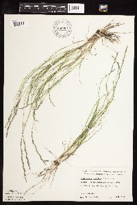 Muhlenbergia cuspidata image