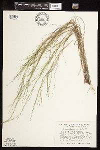 Muhlenbergia cuspidata image