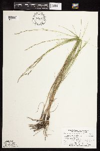 Muhlenbergia cuspidata image