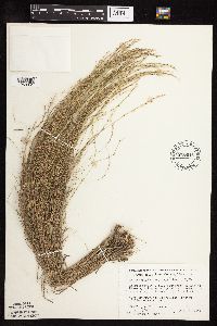 Muhlenbergia cuspidata image