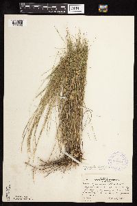 Muhlenbergia cuspidata image