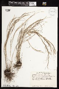 Muhlenbergia cuspidata image