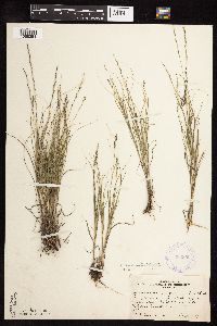 Muhlenbergia cuspidata image