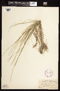 Muhlenbergia cuspidata image