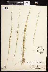 Muhlenbergia cuspidata image