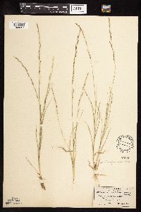 Muhlenbergia cuspidata image