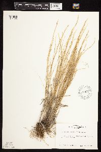 Muhlenbergia cuspidata image