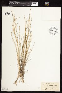 Muhlenbergia cuspidata image