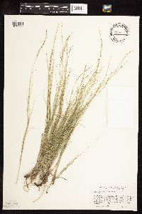 Muhlenbergia cuspidata image
