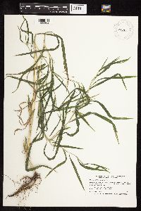 Muhlenbergia frondosa image