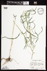 Muhlenbergia frondosa image