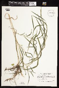 Muhlenbergia frondosa image