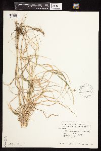 Muhlenbergia frondosa image