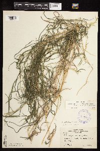 Muhlenbergia frondosa image