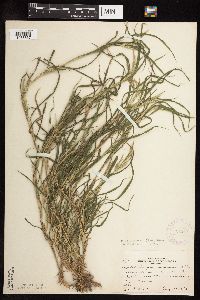 Muhlenbergia frondosa image