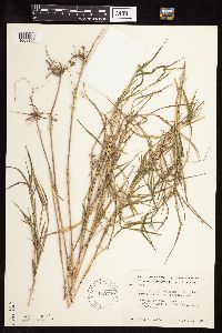 Muhlenbergia frondosa image