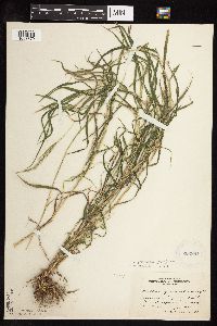 Muhlenbergia frondosa image