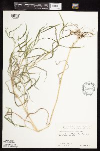 Muhlenbergia frondosa image