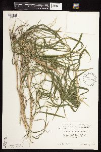Muhlenbergia frondosa image