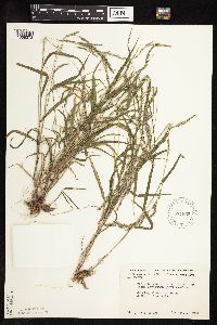 Muhlenbergia frondosa image