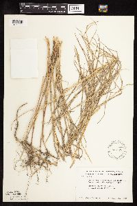 Muhlenbergia frondosa image