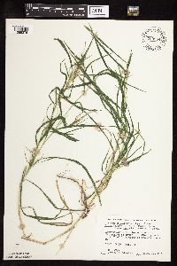 Muhlenbergia frondosa image
