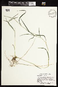 Muhlenbergia frondosa image