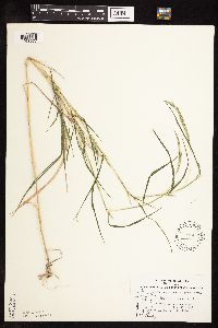 Muhlenbergia frondosa image