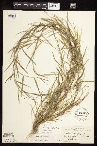 Agrostis stolonifera image