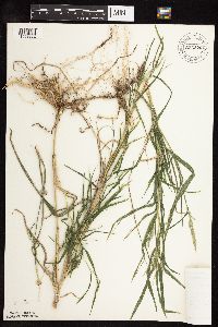 Muhlenbergia frondosa image