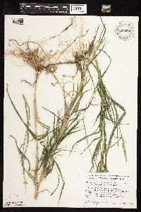Muhlenbergia frondosa image