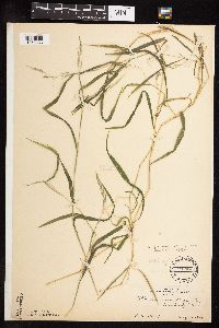 Muhlenbergia frondosa image