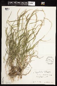 Muhlenbergia frondosa image