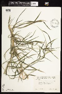 Muhlenbergia frondosa image