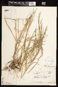 Muhlenbergia frondosa image