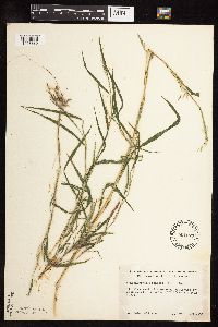 Muhlenbergia frondosa image