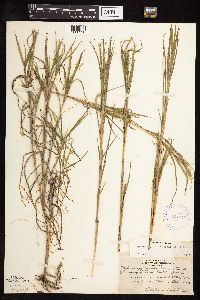 Muhlenbergia frondosa image