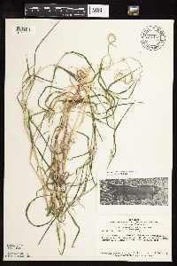 Muhlenbergia frondosa image