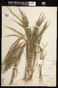 Muhlenbergia frondosa image