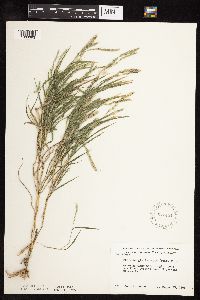Muhlenbergia frondosa image