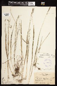 Muhlenbergia glomerata image