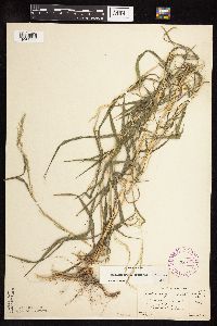 Muhlenbergia frondosa image