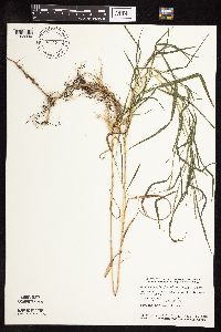 Muhlenbergia frondosa image