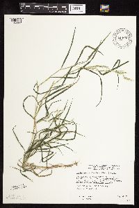 Muhlenbergia frondosa image