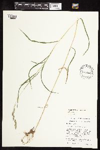 Muhlenbergia frondosa image